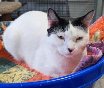 Rescue Domestic Short Hair Cats for Adoption in Murphysboro, Illinois - Lexi | PetCurious