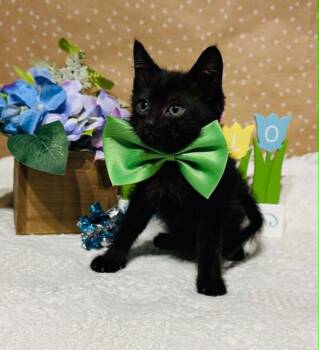 Peanut Wigglebutt -  Domestic Short Hair Cat for Adoption in Groveland, Massachusetts - Peanut Wigglebutt | PetCurious
