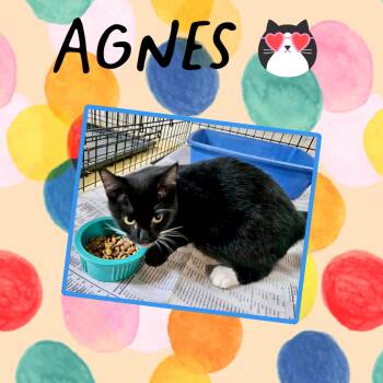 Rescue Domestic Short Hair Cats for Adoption in Monticello, Indiana - Agnes | PetCurious