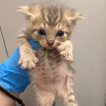 Yeeyee -  Domestic Short Hair Cat for Adoption in Columbiana, Alabama - Yeeyee | PetCurious