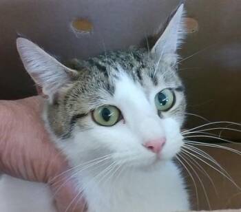 Danielle -  Domestic Short Hair Cat Available for Adoption in West Memphis, Arkansas - Danielle | PetCurious
