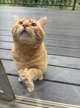 Big Mac -  Domestic Short Hair Cat for Adoption in Missoula, Montana - Big Mac | PetCurious