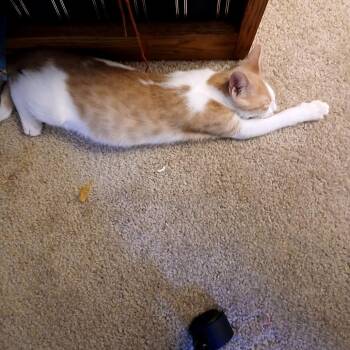 Rooster -  Domestic Short Hair Cat for Adoption in Green Bay, Wisconsin - Rooster | PetCurious
