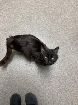 Domestic Long Hair and Domestic Short Hair Cats Available for Adoption in Louisburg, North Carolina - Leroy | PetCurious