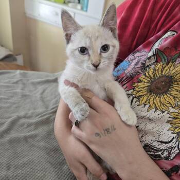 Opossum -  Domestic Short Hair and Siamese Cat for Adoption in Sedalia, Missouri - Opossum | PetCurious
