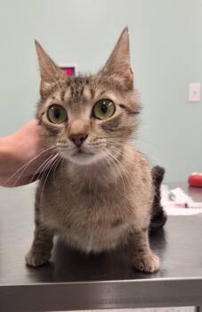 Domestic Short Hair Cats Available for Adoption in Athens, Tennessee - Betty | PetCurious