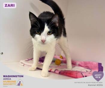 Zari -  Domestic Short Hair Cat for Adoption in Eighty Four, Pennsylvania - Zari | PetCurious