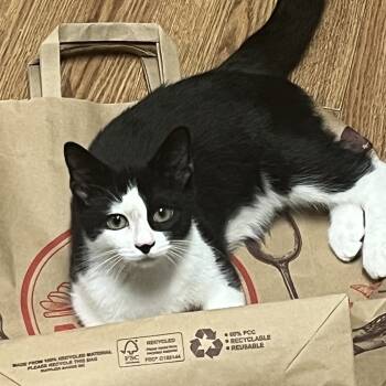 Rescue Domestic Short Hair Cats for Adoption in Mount Laurel Township, New Jersey - Stripe | PetCurious