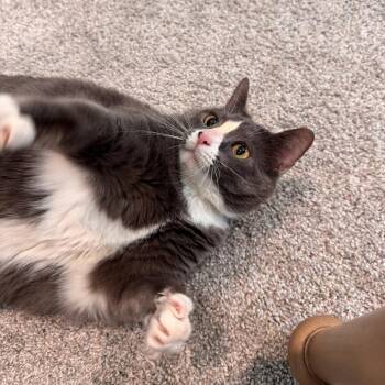 Domestic Short Hair Cats Available for Adoption in Nashville, Tennessee - Hattie Mae | PetCurious