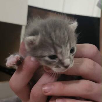Domestic Short Hair Cats Available for Adoption in Inman, South Carolina - Havarti | PetCurious