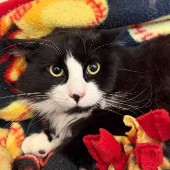 Tux -  American Shorthair Cat Available for Adoption in Cody, Wyoming - Tux | PetCurious