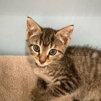 Riff Raff -  Domestic Short Hair Cat for Adoption in Chattanooga, Tennessee - Riff Raff | PetCurious