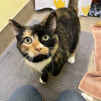 Patches -  Domestic Short Hair Cat for Adoption in Bedford, New Hampshire - Patches | PetCurious