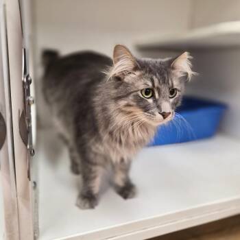 Andrea -  Domestic Medium Hair Cat for Adoption in Woodstock, Illinois - Andrea | PetCurious