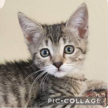 Ladybug -  Domestic Short Hair Cat for Adoption in Orangevale, California - Ladybug | PetCurious