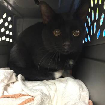 Jinx -  Domestic Short Hair Cat for Adoption in Harrisonburg, Virginia - Jinx | PetCurious