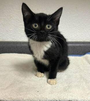 Dolly -  Domestic Short Hair Cat for Adoption in Sullivan, Indiana - Dolly | PetCurious