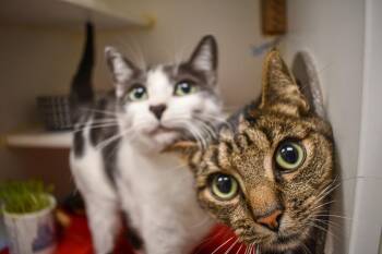 Link & Zelda -  Domestic Short Hair Cat for Adoption in Bellingham, Washington - Link & Zelda | PetCurious