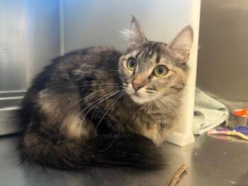 Domestic Long Hair Cats Available for Adoption in Colorado Springs, Colorado - APPLE | PetCurious