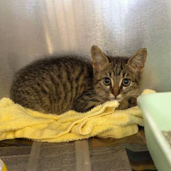 Nigel -  Domestic Short Hair Cat for Adoption in Auburn, Alabama - Nigel | PetCurious