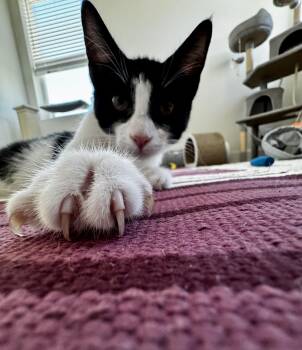 Elrond -  Domestic Short Hair Cat for Adoption in St. Petersburg, Florida - Elrond | PetCurious