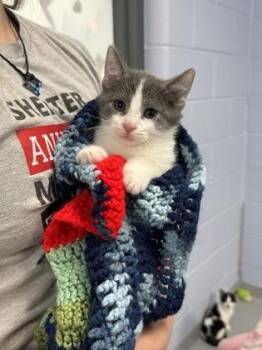 Johnny Carson -  Domestic Short Hair Cat for Adoption in Gwinn, Michigan - Johnny Carson | PetCurious