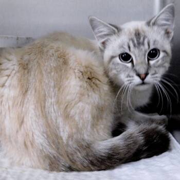 Rescue Siamese Cats for Adoption in Canton, Illinois - Clooney | PetCurious