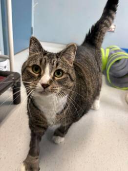 SARDINE -  Domestic Short Hair Cat for Adoption in Delson, Quebec - SARDINE | PetCurious