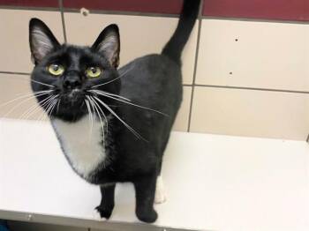 ECLIPSE -  Domestic Short Hair Cat for Adoption in Fort Wayne, Indiana - ECLIPSE | PetCurious