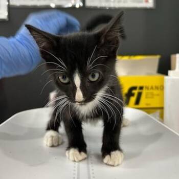 Jam Roly-Poly -  Domestic Short Hair Cat for Adoption in Livingston, Texas - Jam Roly-Poly | PetCurious