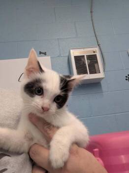 Domestic Short Hair Cats Available for Adoption in Evansville, Indiana - Macaron | PetCurious