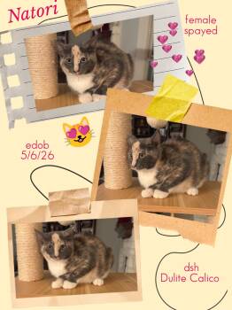 Natori -  Domestic Short Hair and Calico Cat for Adoption in Missouri City, Texas - Natori | PetCurious