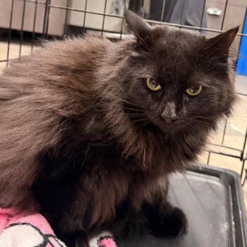 Cindy Lou -  Domestic Long Hair Cat for Adoption in Tampa, Florida - Cindy Lou | PetCurious