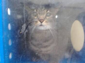 SHADOW -  Domestic Short Hair Cat for Adoption in Orlando, Florida - SHADOW | PetCurious