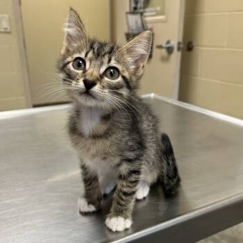 Rescue Domestic Short Hair Cats for Adoption in Texas City, Texas - A041610 | PetCurious