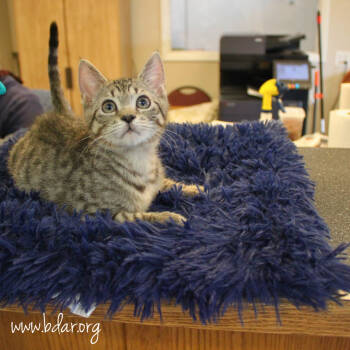 Rescue Domestic Short Hair Cats for Adoption in Cheyenne, Wyoming - Marlin | PetCurious