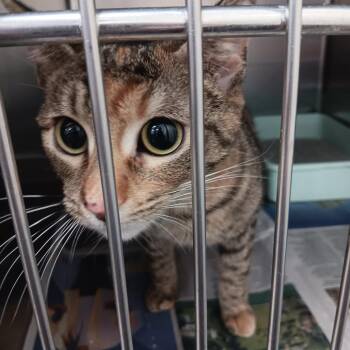 Domestic Short Hair Cats Available for Adoption in New York, New York - Malaika | PetCurious