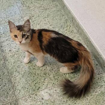 Duchess -  Calico Cat for Adoption in Allen, Texas - Duchess | PetCurious