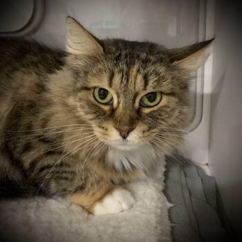 Ellie -  Domestic Long Hair Cat for Adoption in Buffalo, New York - Ellie | PetCurious