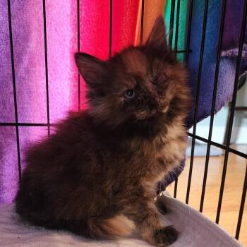 Princess Donut -  Domestic Long Hair Cat for Adoption in La Grange, Kentucky - Princess Donut | PetCurious