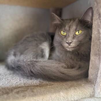 Backwoods Barbie -  Domestic Long Hair Cat for Adoption in Fredericksburg, Virginia - Backwoods Barbie | PetCurious