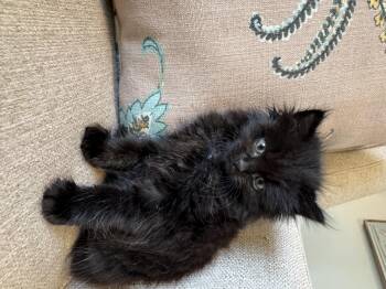 Raven -  Domestic Long Hair Cat for Adoption in Ephrata, Washington - Raven | PetCurious