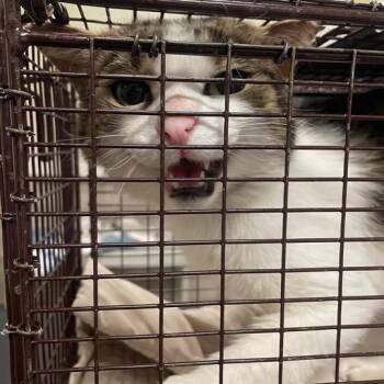 Poncho -  Domestic Short Hair Cat for Adoption in Chicago, Illinois - Poncho | PetCurious