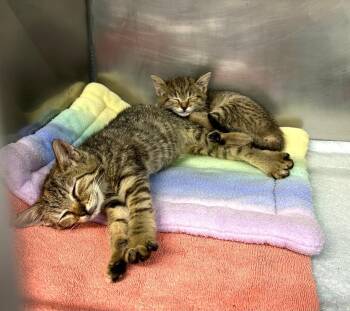 Rescue Domestic Short Hair Cats for Adoption in Mount Vernon, Ohio - Camilla And Park   MUST STAY TOGETHER. | PetCurious