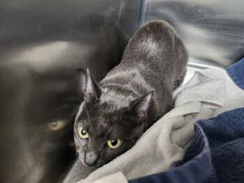 INDY JONES -  Domestic Short Hair Cat for Adoption in Santa Fe, New Mexico - INDY JONES | PetCurious