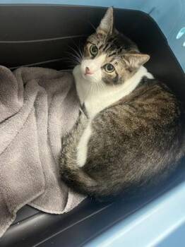 Domestic Short Hair Cats Available for Adoption - Gengar | PetCurious