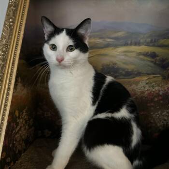 Domestic Short Hair Cats Available for Adoption - Marshmallow  | PetCurious