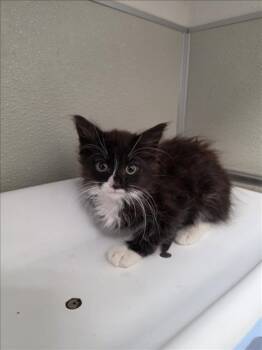 TARZAN -  Domestic Medium Hair Cat for Adoption in Tracy, California - TARZAN | PetCurious