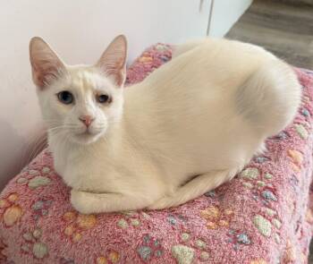 Ivory -  Siamese Cat Available for Adoption in Snyder, Texas - Ivory | PetCurious