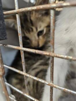 Rescue Domestic Short Hair Cats for Adoption in Palmetto, Florida - A132668 | PetCurious